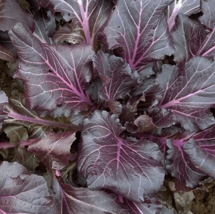 Japānas sinepes 'Vibrant Ultraviolet'